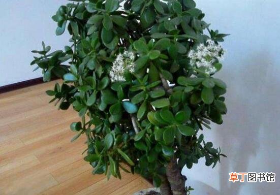 多肉植物修剪造型的方法