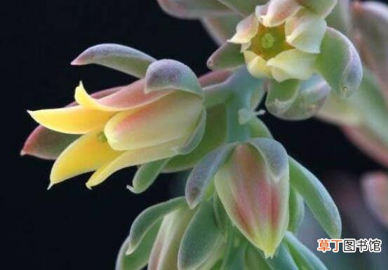多肉植物修剪造型的方法