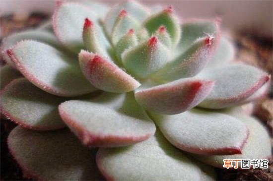 玫瑰莲怎么养