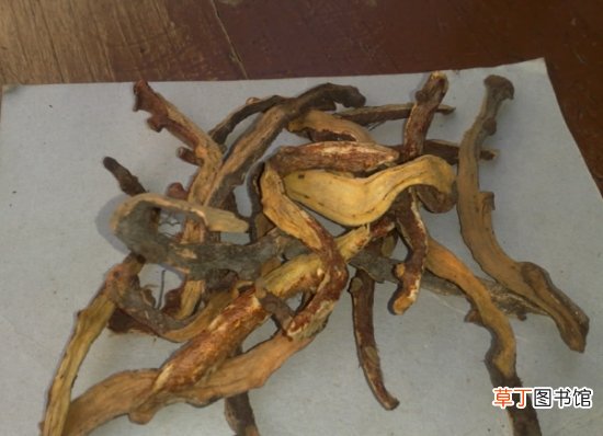大叶骨碎的养殖方法及注意事项