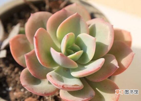 多肉植物白凤的养殖方法