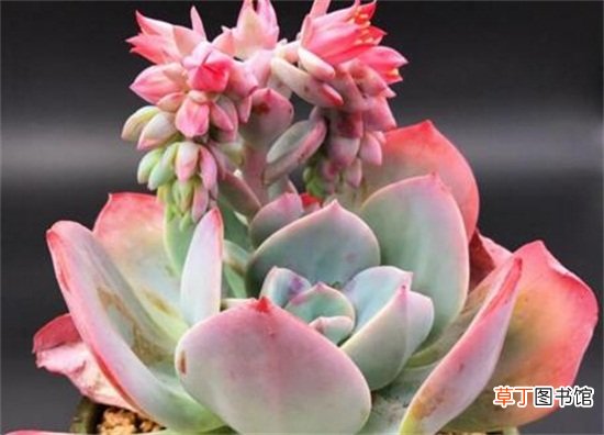 多肉植物白凤的养殖方法