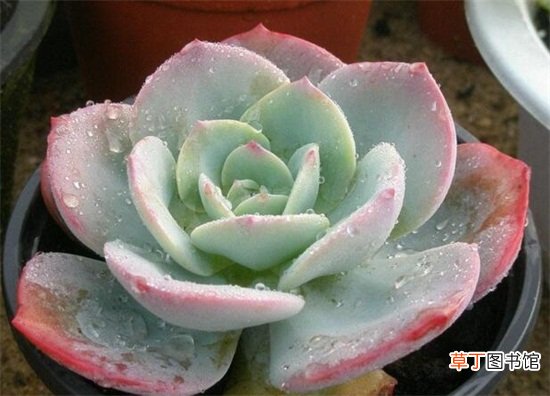 多肉植物白凤的养殖方法