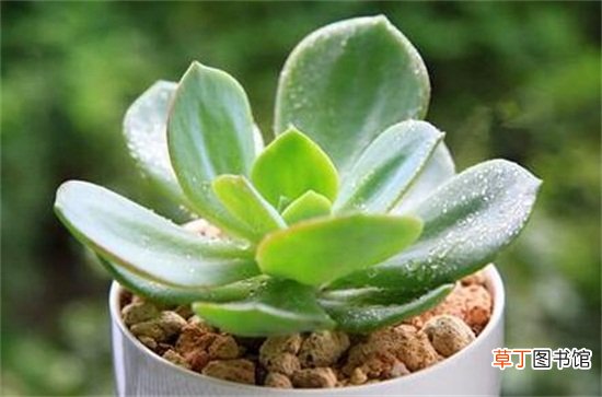 多肉植物白凤的养殖方法