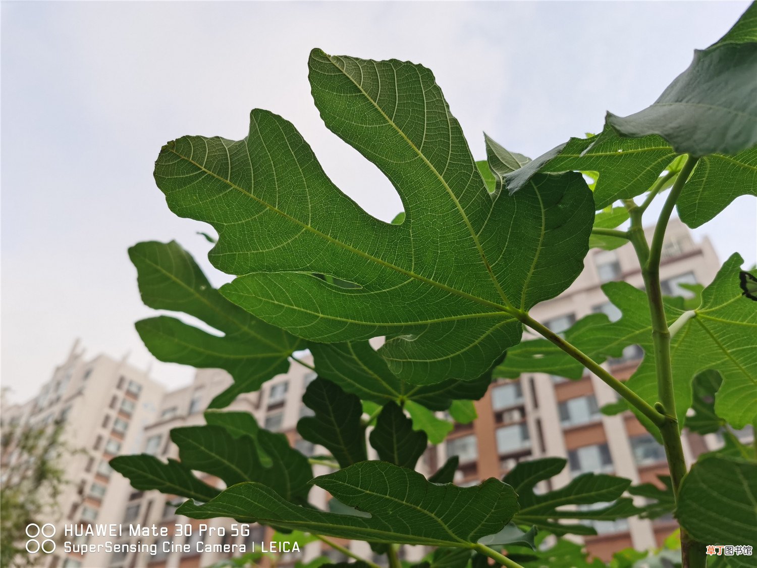 无花果的结果事宜