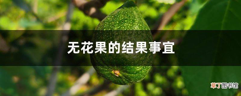 无花果的结果事宜