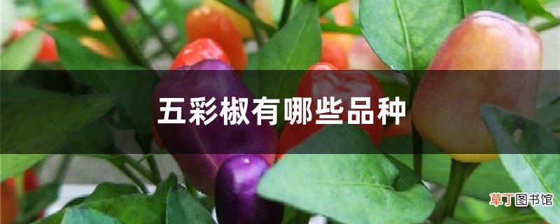 五彩椒有哪些品种