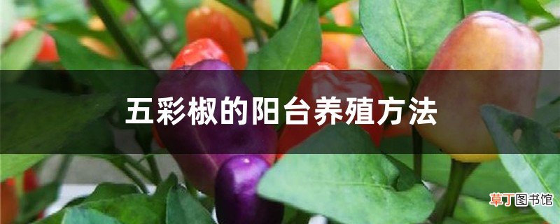 五彩椒的阳台养殖方法