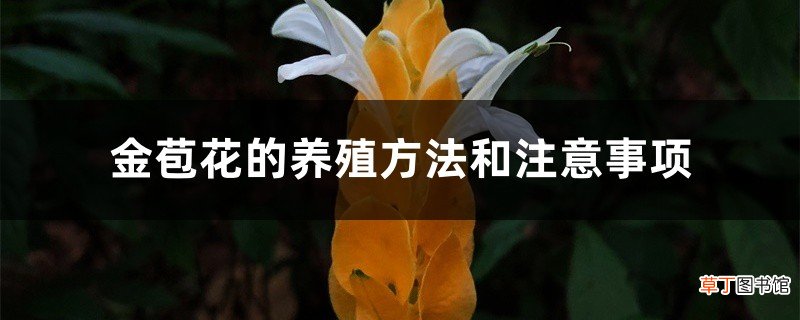 金苞花的养殖方法和注意事项