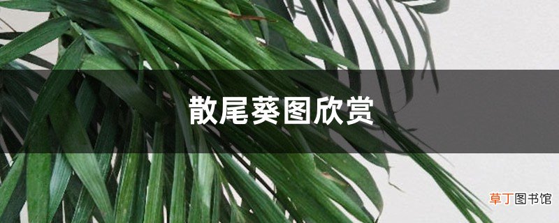 散尾葵图欣赏