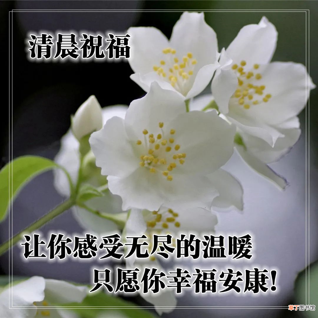 早上好的问候美句有哪些,早上问候语大全