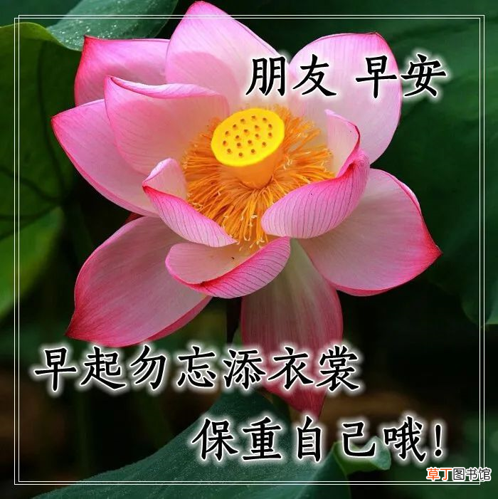 早上好的问候美句有哪些,早上问候语大全