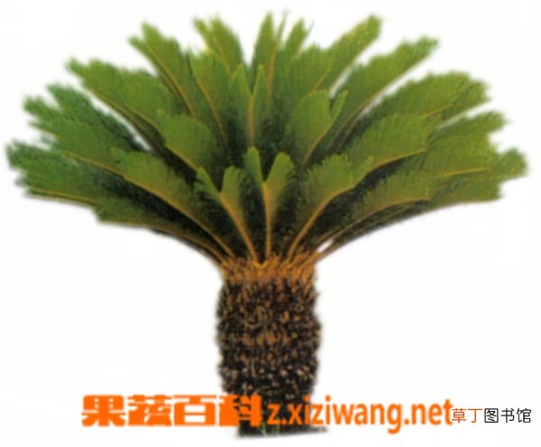 棕榈的功效与作用