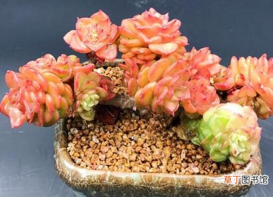 蜡牡丹多肉的养殖方法