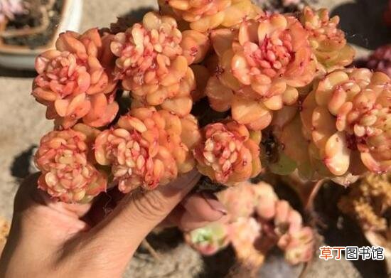 蜡牡丹多肉的养殖方法