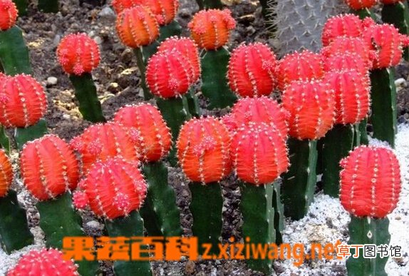 绯牡丹的功效与作用