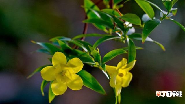 法国香水花什么时候开花