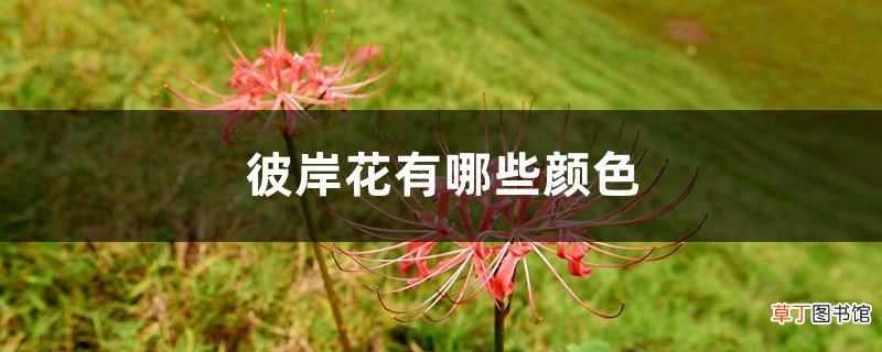 彼岸花有哪些颜色