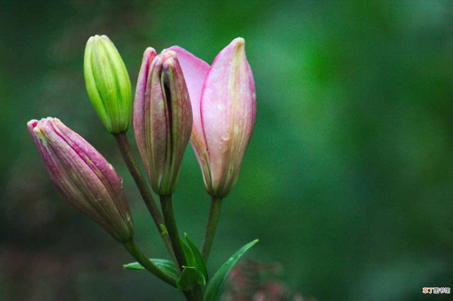 百合花为什么要摘掉花蕊