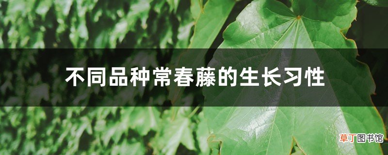 不同品种常春藤的生长习性