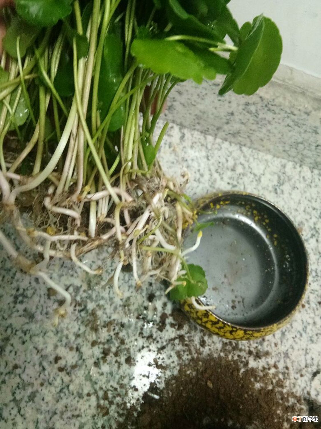 黄铜钱草有哪些常见的品种