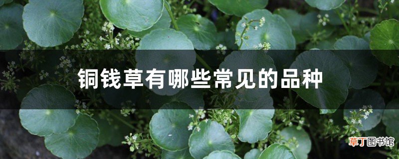 黄铜钱草有哪些常见的品种