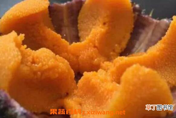 海胆怎么做好吃 海胆的家常做法大全