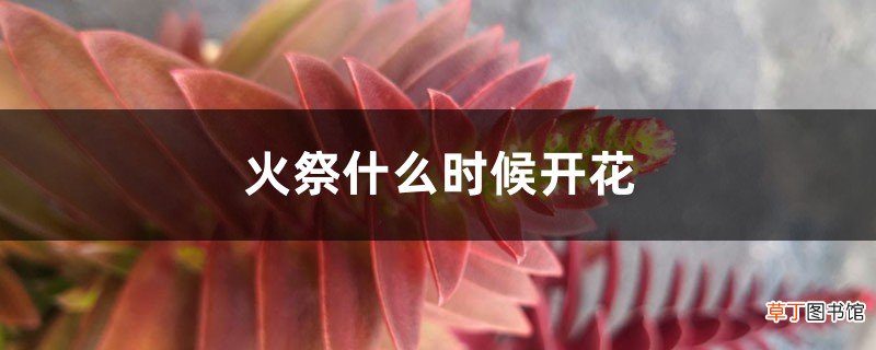 火祭什么时候开花