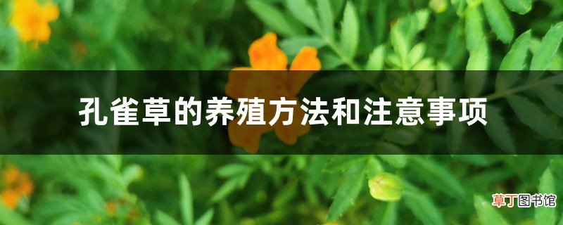 孔雀草的养殖方法和注意事项