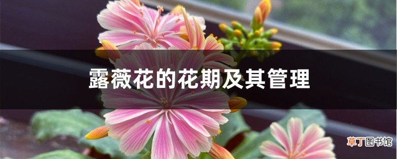 露薇花的花期及其管理