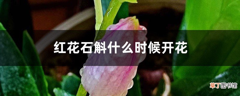 红花石斛什么时候开花