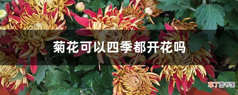 菊花可以四季都开花吗