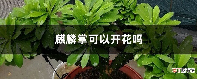 麒麟掌可以开花吗
