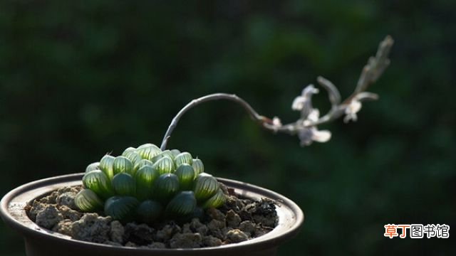 水晶掌和玉露的区别