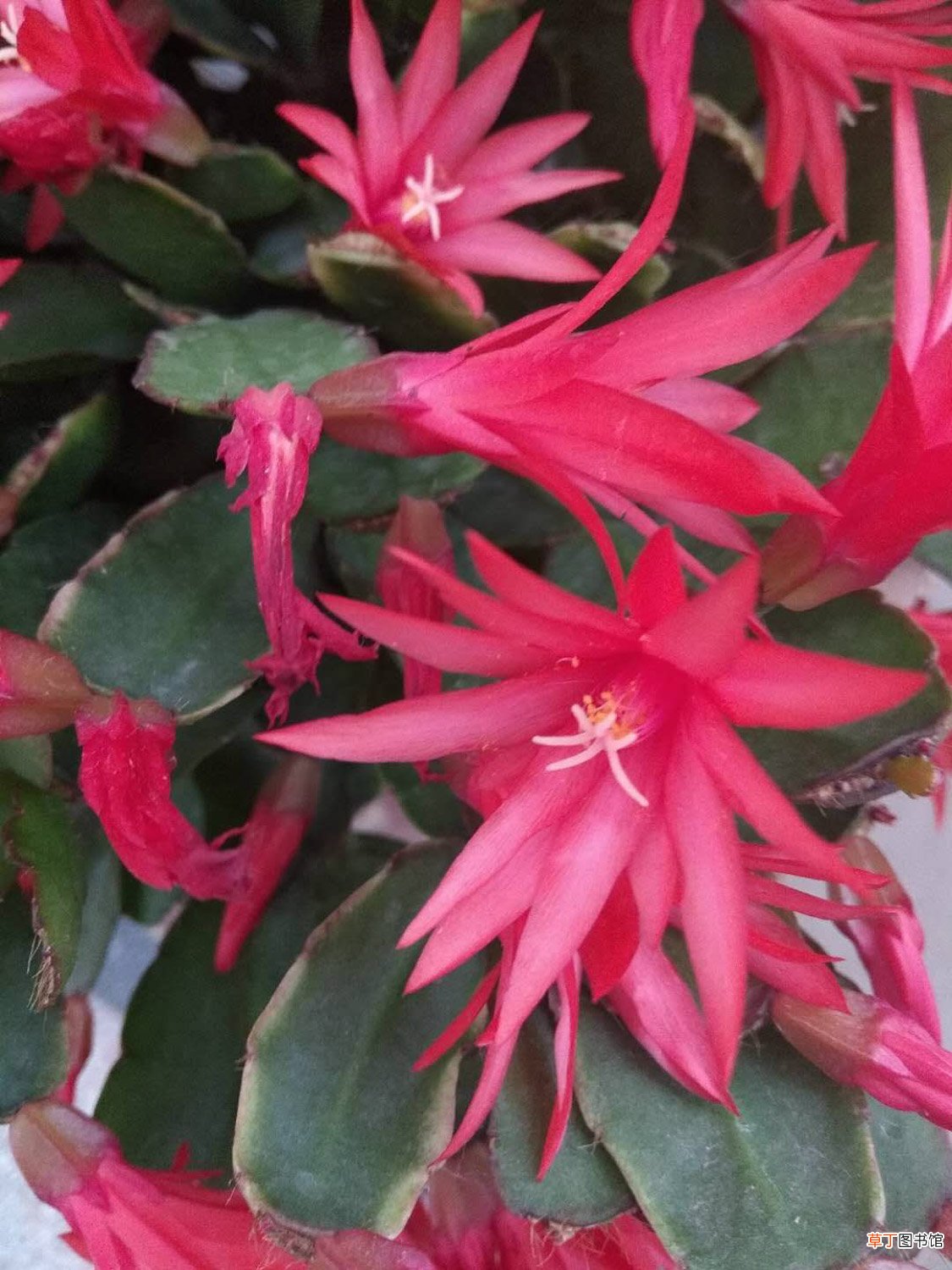 假昙花有哪些品种