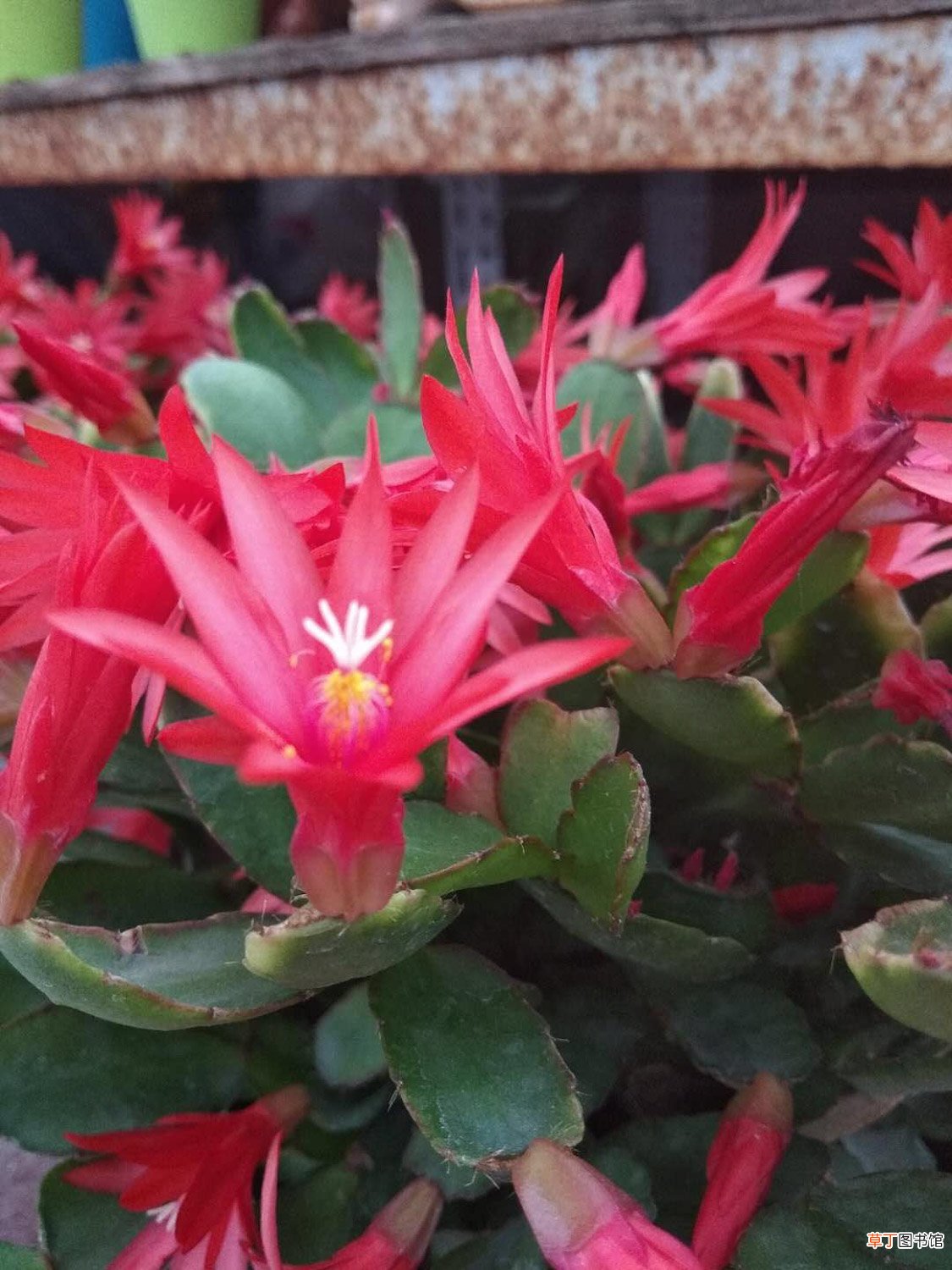 假昙花有哪些品种