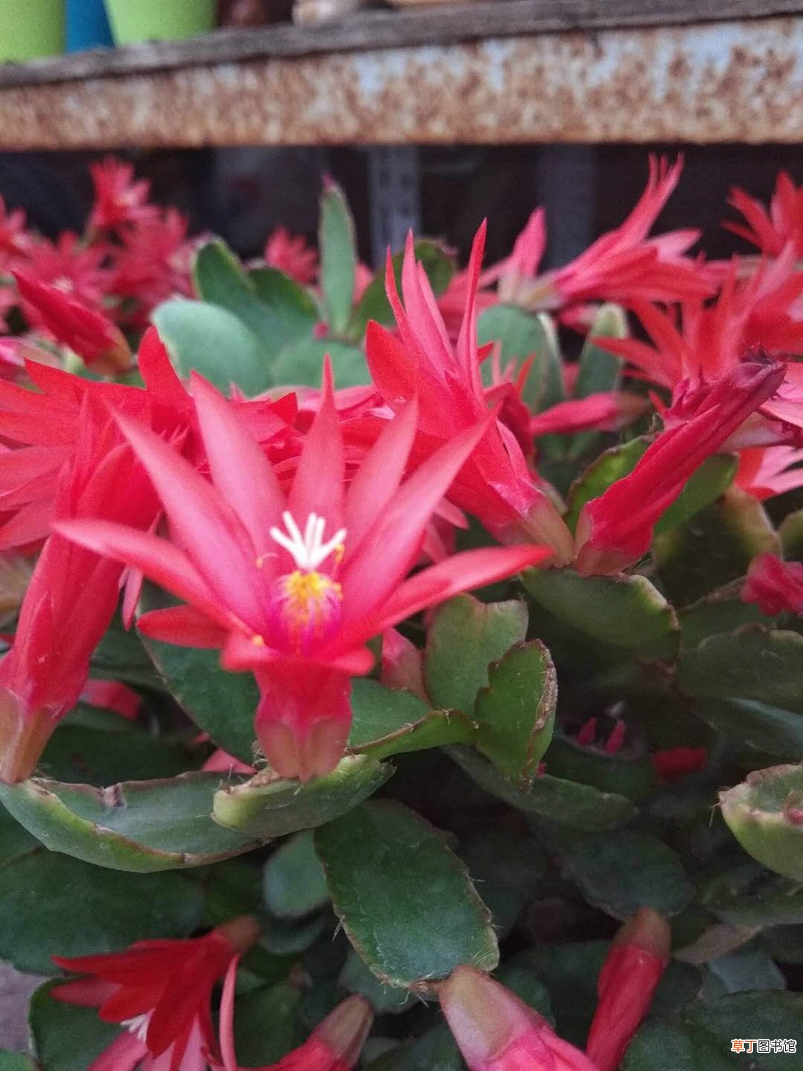 假昙花有哪些品种