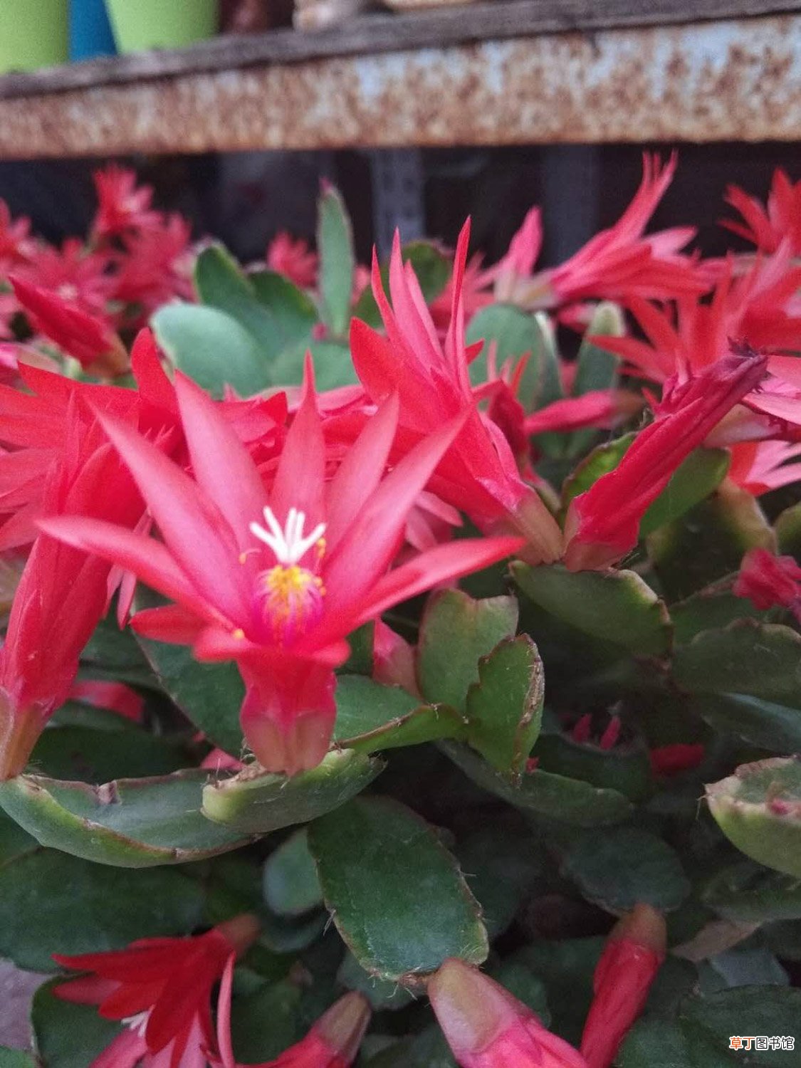 假昙花有哪些品种