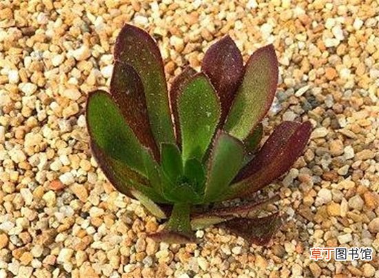 多肉黑法师的施肥方法及注意事项