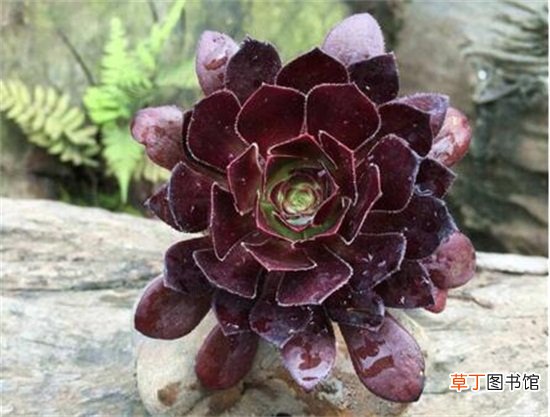 多肉黑法师的施肥方法及注意事项