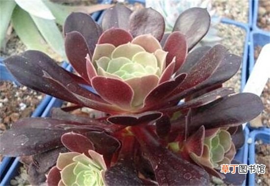 多肉黑法师的施肥方法及注意事项