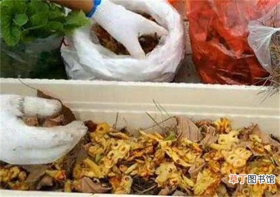 多肉黑法师的施肥方法及注意事项
