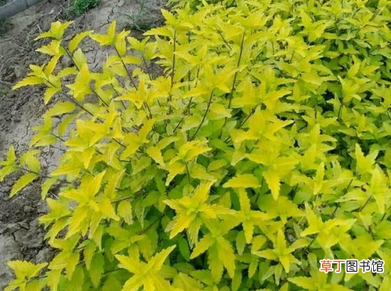 金叶莸的养护方法