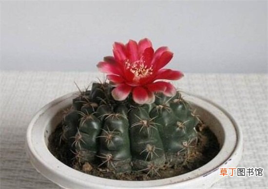 绯花玉的四季养护技巧