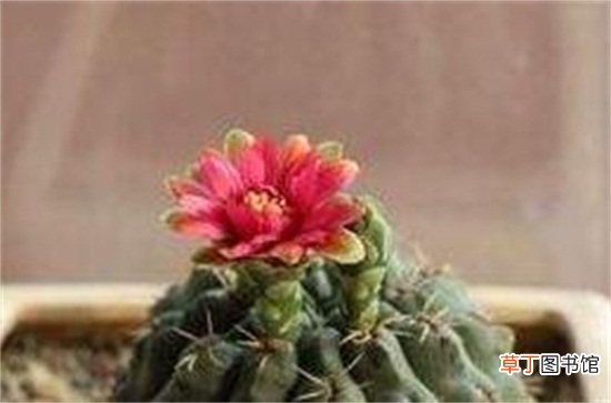 绯花玉的四季养护技巧