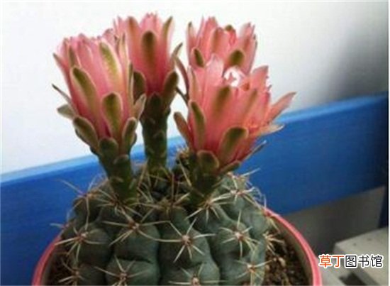 绯花玉的四季养护技巧