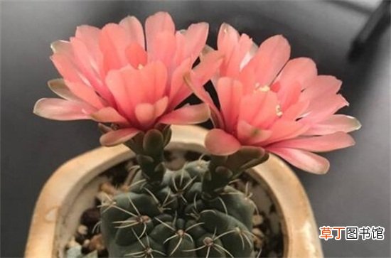 绯花玉的四季养护技巧