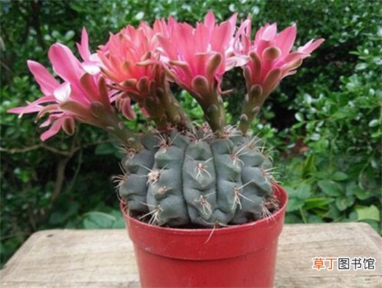 绯花玉的四季养护技巧