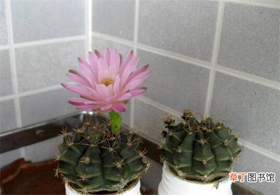 绯花玉的四季养护技巧