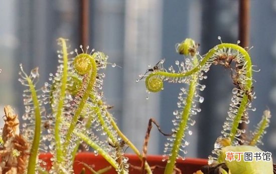 丝叶茅膏菜是什么